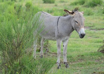 Obraz premium Osioł we wrzosie
