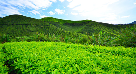 Fototapeta na wymiar Tea Plantation Fields on Mountain