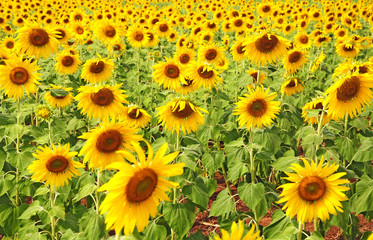Sun flowers