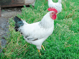 white rooster on a farm in summer