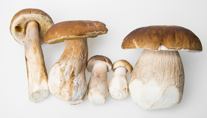 mushrooms - Boletus edulis