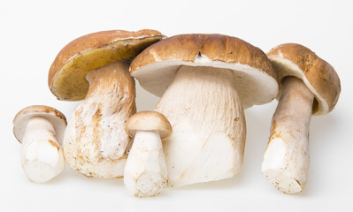 mushrooms - Boletus edulis