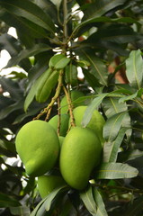 Green mango tree