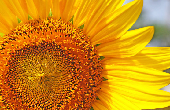 Close up sun flowers
