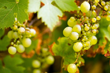 grüne Weinrebe