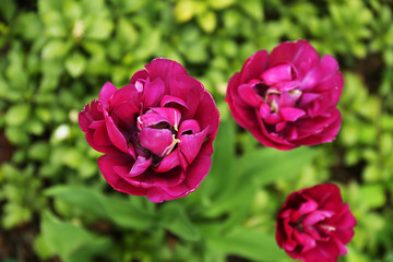 Fototapeta premium Beautiful tulips, outdoors