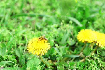 Bee on dandelion flower, outdoors