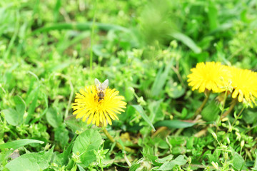Bee on dandelion flower, outdoors
