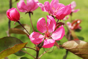 Naklejka na ściany i meble Beautiful spring blossom, outdoors