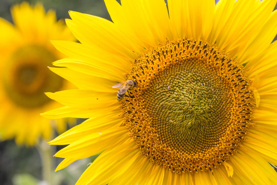 Bee, feeding on a sunflower