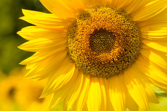 Close-up photo of a sunflower on sunlit field
