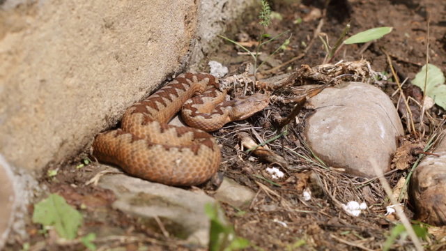 European viper snake ( Vipera ammodytes )
