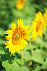 Beautiful sunflowers field