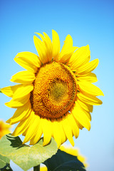 Beautiful sunflower in field