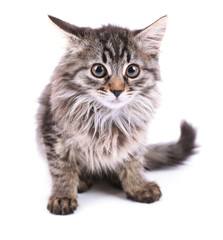Beautiful kitten isolated on white