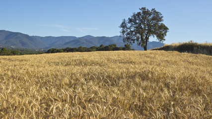 Wheat and oak tree