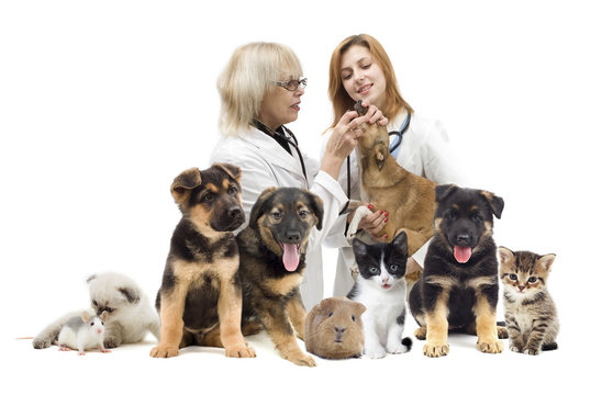 veterinarian and cat and dog