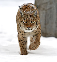 winter Lynx