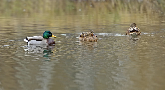 Mallard duck in a city park