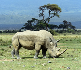 Fototapeta premium Rhino