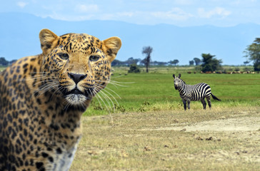 Leopard