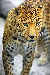 Deurstickers Leopard © kyslynskyy