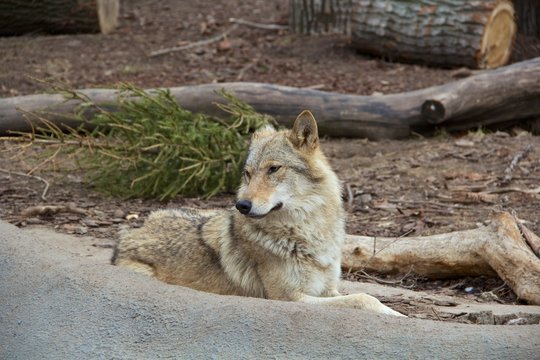 Fototapeta Wolf