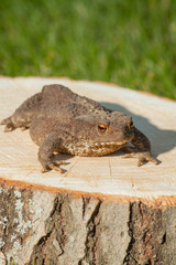 frog on the tree stump