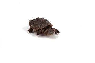 Snapping Turtle