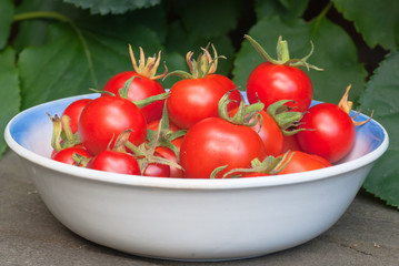 Bowl with organic cultured small red tomatoes.