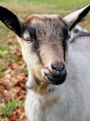 goat portrait © Perytskyy