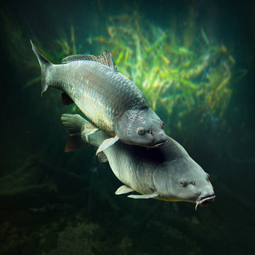 Underwater photo of a spawning Carps (Cyprinus Carpio).
