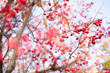 Rote Beeren am Strauch