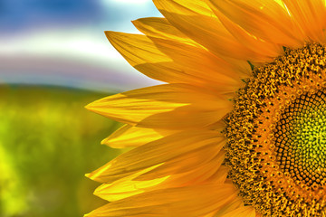 Obraz premium Sunflower closeup on a sunny day