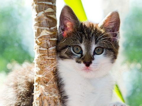 Katzenportrait, Katzenwelpe