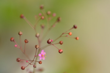 三時草