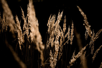 Schilf vor schwarzem hintergrund © spql