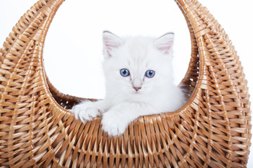 Fototapeta na wymiar Ragdoll kitten in bell basket