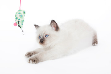 kitten playing with toy mouse