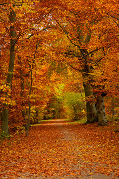 fall in a park