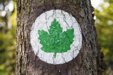 Fototapeta premium Ecology symbol - Green leaf sign painted on a tree trunk.