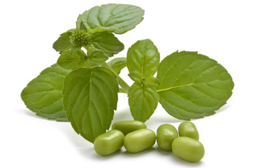 Mentha Menta Mint Minzen Menthe Mięta Мята Nane נענע
