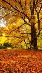 Beautiful autumn tree with fallen dry leaves