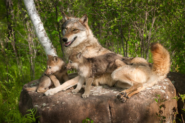 Le loup gris (Canis lupus) et les chiots se trouvent ensemble sur le rocher