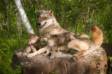 Crédence de cuisine en verre imprimé Loup Le loup gris (Canis lupus) et les chiots se trouvent ensemble sur le rocher