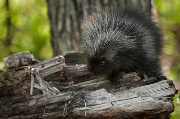 Baby Porcupine (Erethizon dorsatum) Looks Left