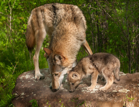 Grey Wolf (Canis lupus) and Pup Sniff Atop Rock