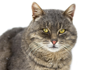 Obraz premium zielony kot z żółtymi oczami