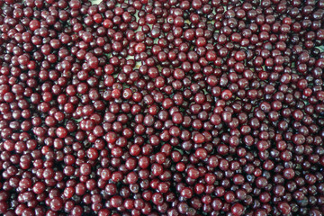 Sour cherries on a table