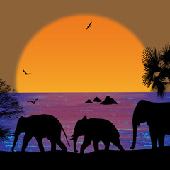 Elephants on sunset